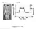 Fig. 02 - Nanosecond pulsed electric fields cause melanomas to self-destruct