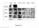 Fig. 12 - Nanosecond pulsed electric fields cause melanomas to self-destruct