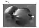 Fig. 01 - Mechanized tail for mobile devices