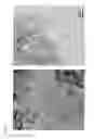 Fig. 03 - Graphite group, carbon particles containing said graphite group