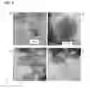 Fig. 04 - Graphite group, carbon particles containing said graphite group