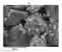 Fig. 08 - Method for palladium-catalyzed cinammic acid formation