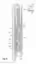 Fig. 10 - JETTING DISPENSING SYSTEM INCLUDING FEED BY PROGRESSIVE CAVITY PUMP AND ASSOCIATED METHODS