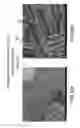 Fig. 20 - METHODS OF PREPARING ALLOYS HAVING TAILORED CRYSTALLINE STRUCTURES, AND PRODUCTS RELATING TO THE SAME