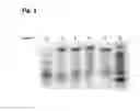 Fig. 02 - Cytidine-5-carboxamide modified nucleotide compositions and methods related thereto