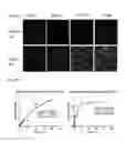 Fig. 03 - PHARMACEUTICAL COMPOSITION THAT IS ANTICANCER AND SUPPRESSES CANCER METASTASIS, CONTAINING, AS ACTIVE INGREDIENT, FUSION PEPTIDE SIMULTANEOUSLY TARGETING CANCER CELL AND TUMOR ASSOCIATED MACROPHAGE