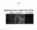 Fig. 06 - PHARMACEUTICAL COMPOSITION THAT IS ANTICANCER AND SUPPRESSES CANCER METASTASIS, CONTAINING, AS ACTIVE INGREDIENT, FUSION PEPTIDE SIMULTANEOUSLY TARGETING CANCER CELL AND TUMOR ASSOCIATED MACROPHAGE