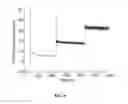 Fig. 06 - CATIONIC PEPTIDOPOLYSACCHARIDES WITH EXCELLENT BROAD- SPECTRUM ANTIMICROBIAL ACTIVITIES AND HIGH SELECTIVITY