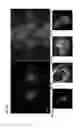 Fig. 05 - Allophycocyanin alpha-subunit evolved labeling proteins (smURFPs)