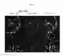 Fig. 13 - Allophycocyanin alpha-subunit evolved labeling proteins (smURFPs)