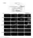 Fig. 14 - Allophycocyanin alpha-subunit evolved labeling proteins (smURFPs)