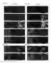 Fig. 15 - Allophycocyanin alpha-subunit evolved labeling proteins (smURFPs)