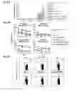 Fig. 06 - METHODS AND COMPOSITIONS FOR GENERATING AN IMMUNE RESPONSE BY INDUCING CD40 AND PATTERN RECOGNITION RECEPTORS AND ADAPTORS THEREOF