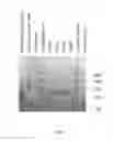 Fig. 12 - APOA-1 FUSION POLYPEPTIDES AND RELATED COMPOSITIONS AND METHODS