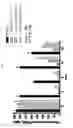 Fig. 19 - Fibronectin based scaffold domain proteins that bind PCSK9