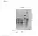 Fig. 06 - Tau-binding antibodies