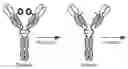 Fig. 01 - Humanized anti-CD79b antibodies and immunoconjugates and methods of use