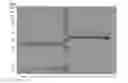 Fig. 01 - Soluble and stable heterodimeric TCR
