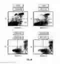 Fig. 14 - B7-H1, A NOVEL IMMUNOREGULATORY MOLECULE