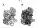 Fig. 09 - ANTI-HER2 ANTIBODY VARIANTS