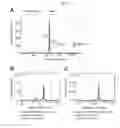 Fig. 12 - BISPECIFIC AND MULTISPECIFIC ANTIBODIES AND METHOD FOR ISOLATION OF SUCH