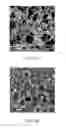 Fig. 06 - Three-dimensional porous structure of parylene