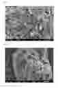 Fig. 03 - Powder of hexagonal boron nitride, process for producing same, resin composition, and resin sheet