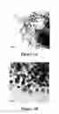 Fig. 03 - A METHOD OF FORMING OXIDE QUANTUM DOTS AND USES THEREOF