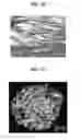 Fig. 11 - Liquid crystalline epoxy compound with terminal mesogen connected by flexible linkage and method for preparing the same