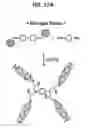 Fig. 12 - Liquid crystalline epoxy compound with terminal mesogen connected by flexible linkage and method for preparing the same