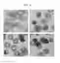 Fig. 05 - Delivery of materials to anucleate cells