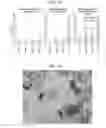 Fig. 06 - Delivery of materials to anucleate cells