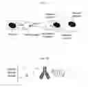 Fig. 07 - Delivery of materials to anucleate cells