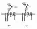 Fig. 04 - Cells for immunotherapy engineered for targeting antigen present both on immune cells and pathological cells