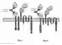 Fig. 05 - Cells for immunotherapy engineered for targeting antigen present both on immune cells and pathological cells