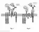 Fig. 06 - Cells for immunotherapy engineered for targeting antigen present both on immune cells and pathological cells
