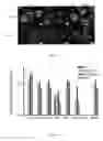 Fig. 02 - In vitro production of expanded potential stem cells