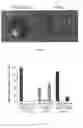 Fig. 04 - In vitro production of expanded potential stem cells