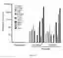 Fig. 11 - In vitro production of expanded potential stem cells