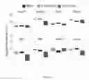 Fig. 16 - In vitro production of expanded potential stem cells