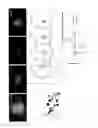 Fig. 28 - In vitro production of expanded potential stem cells