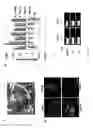 Fig. 34 - In vitro production of expanded potential stem cells