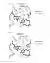 Fig. 06 - MODIFIED FNCAS9 PROTEIN AND USE THEREOF