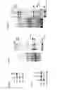 Fig. 07 - COMPOUNDS AND METHODS FOR MODULATING TARGET NUCLEAR AND SUB-NUCLEAR NUCLEIC ACID MOLECULES IN CELLS AND ANIMALS