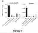 Fig. 06 - Compounds for inducing anti-tumor immunity and methods thereof