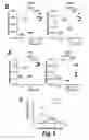 Fig. 09 - Compounds for inducing anti-tumor immunity and methods thereof