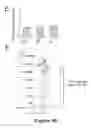 Fig. 28 - Compounds for inducing anti-tumor immunity and methods thereof