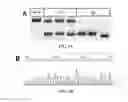 Fig. 06 - Compositions, systems and methods for cell therapy