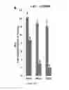 Fig. 24 - Compositions, systems and methods for cell therapy
