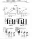 Fig. 06 - Compounds and methods for enhancing viral gene transfer to human hematopoietic cells